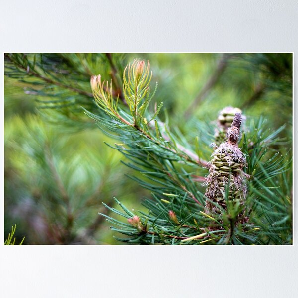 Item preview, Tree designed and sold by Steven Yu.