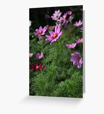 Cosmos Plus 7145 Greeting Card