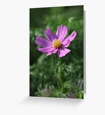 Cosmos 7150 Greeting Card