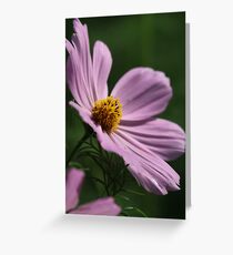Cosmos 7160 Greeting Card