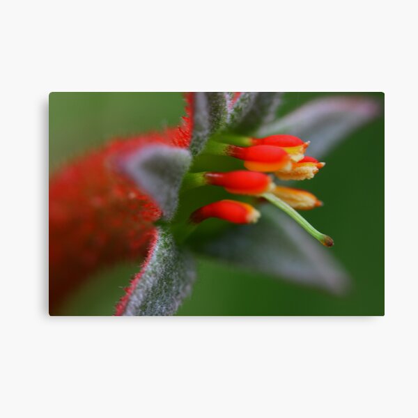 Item preview, Anigozanthos flavidus  designed and sold by andrachne.