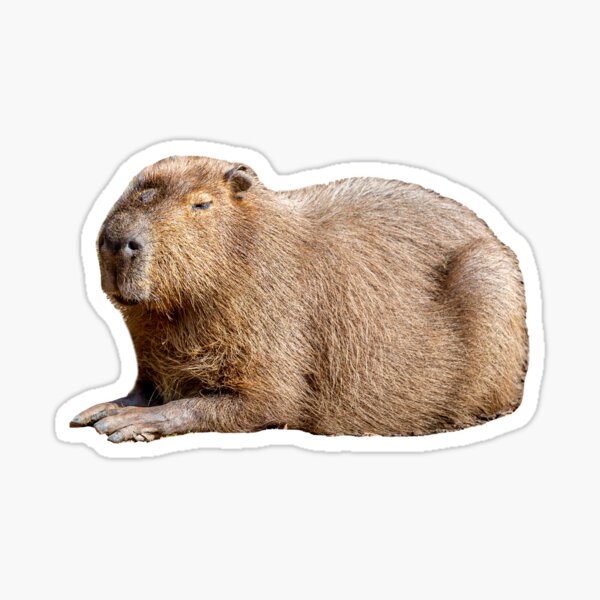 Item preview, Just Chilling Capybara designed and sold by OwlOccasions.