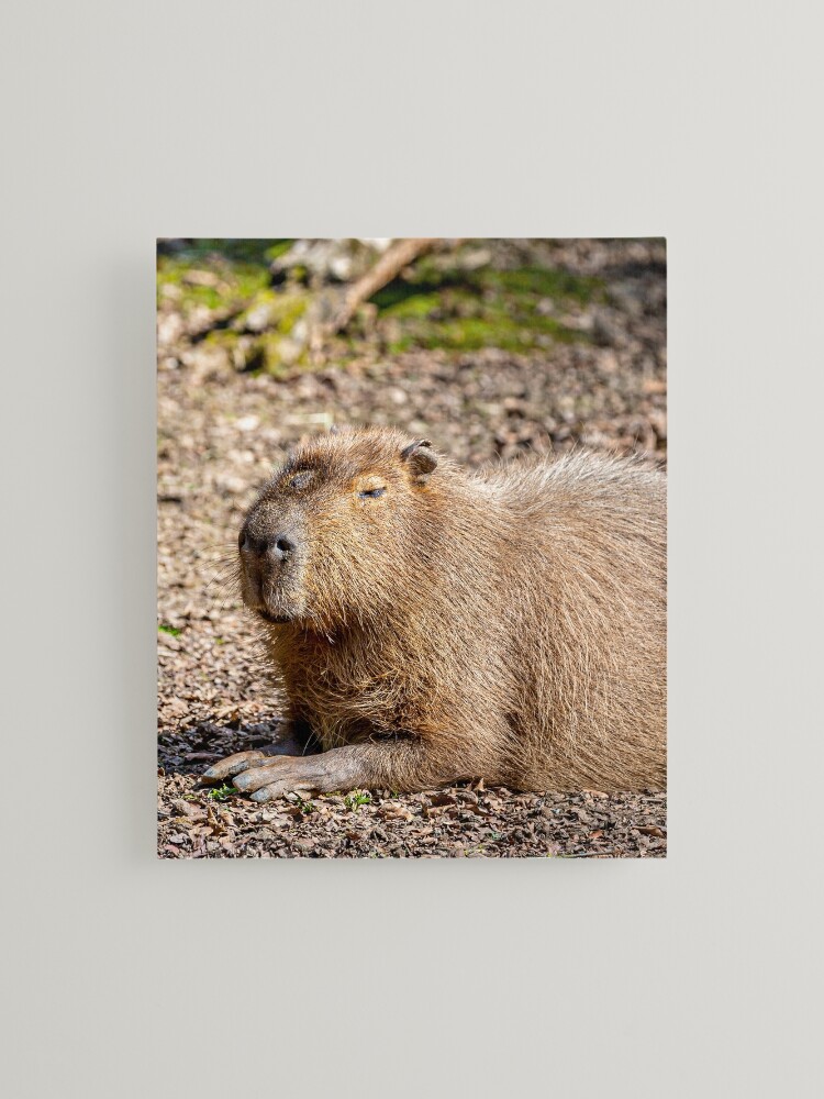 Just Chilling Capybara Mounted Print for Sale by Dalyn