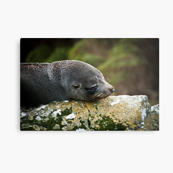 Seal Snooze Metal Print