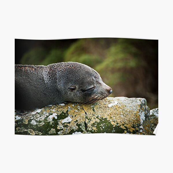 Seal Snooze Poster