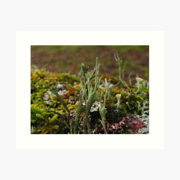 Item preview, Forest of Lichen designed and sold by Kat Simmons.