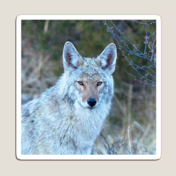 Watercolor Coyote 14, Estes Park, Colorado, Grey Light Lingering Magnet