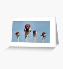 Curious Cranes Greeting Card