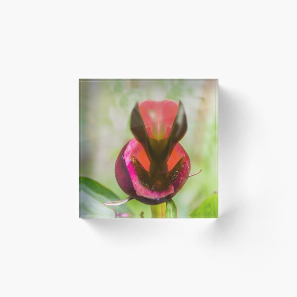 The essence of the peony Acrylic Block