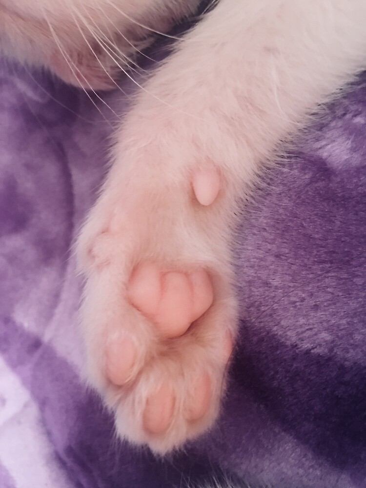 "Pink cat paw , cat" Poster by bijousasuke Redbubble