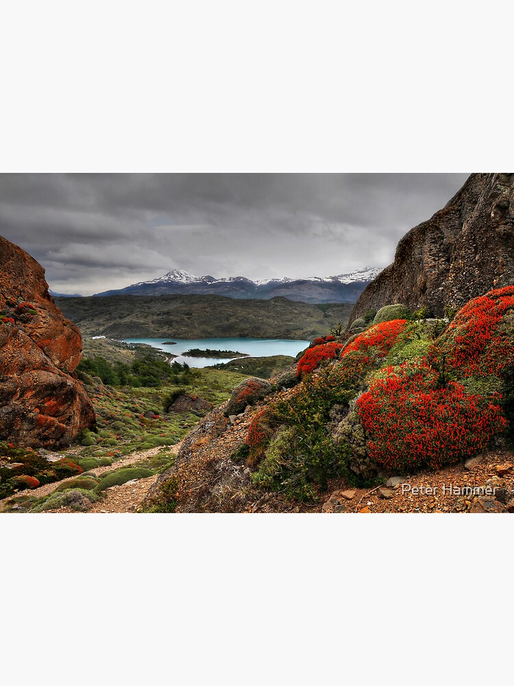 Flame Bushes, Laguna and Mountains by PeterH