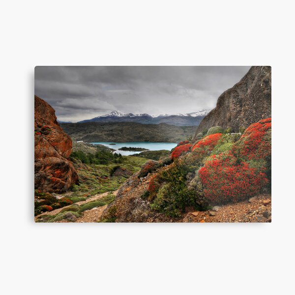 Flame Bushes, Laguna and Mountains Metal Print