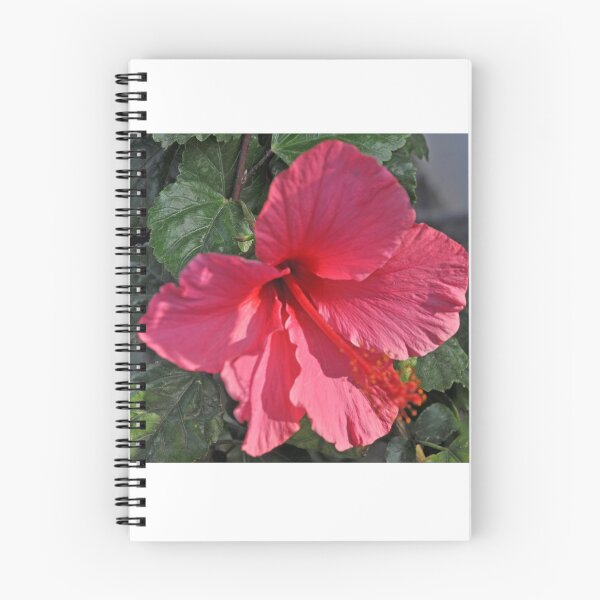 Item preview, REDDISH-MAGENTA HIBISCUS designed and sold by JAYMILO.