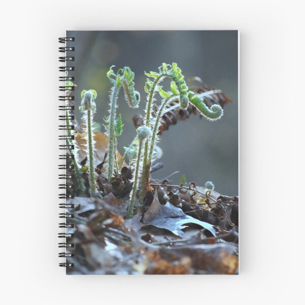 Item preview, Fiddlehead Ferns designed and sold by Laurie Minor.