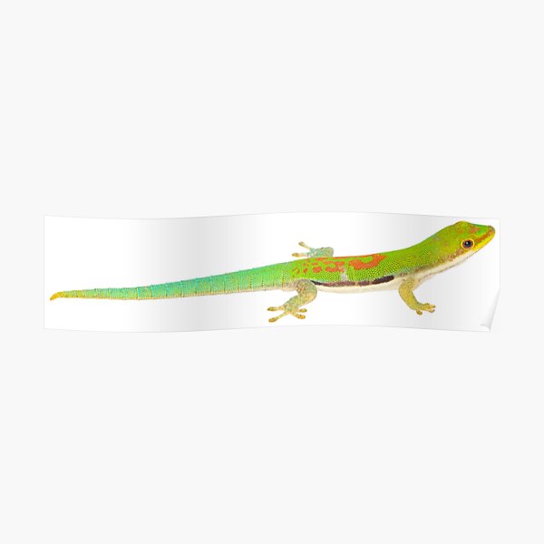 Phelsuma pusilla Poster