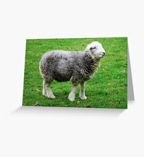 Herdwick, the cutest there is! Greeting Card