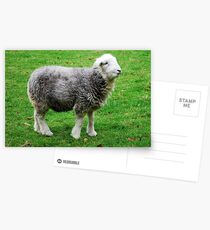 Herdwick, the cutest there is! Postcards