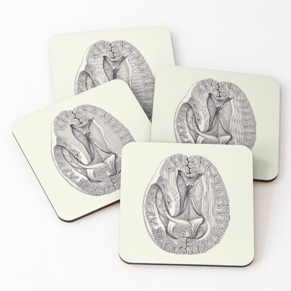 Item preview, Human Brain - Simple Aerial View - Anatomy Poster 2 designed and sold by VAposters.