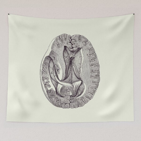 Item preview, Human Brain - Simple Aerial View - Anatomy Poster 2 designed and sold by VAposters.