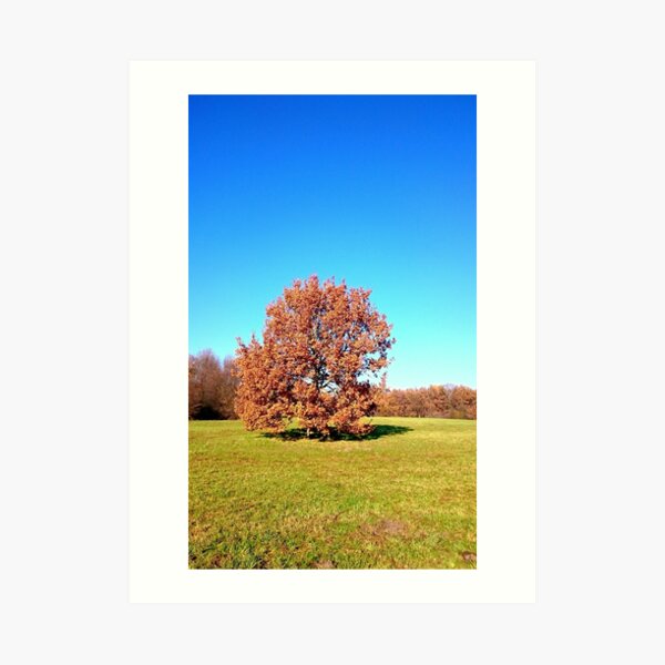 Red autumn leaves Art Print