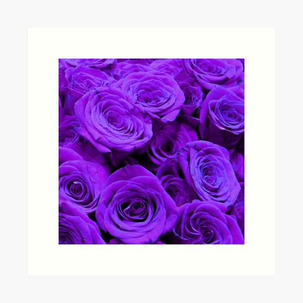 Medium Tea Roses - Lavender