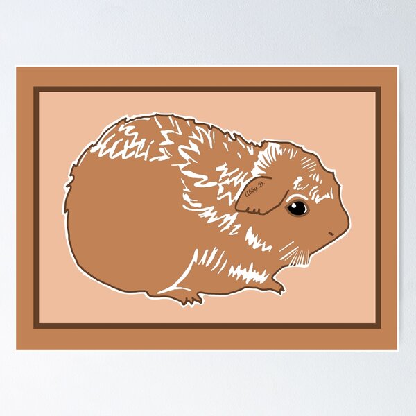 Brown Abyssinian Guinea Pig