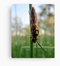 wasp trying to warm up Canvas Print