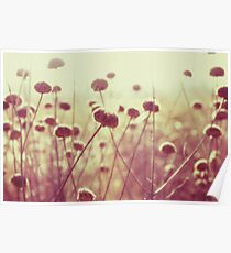 field of light II Poster