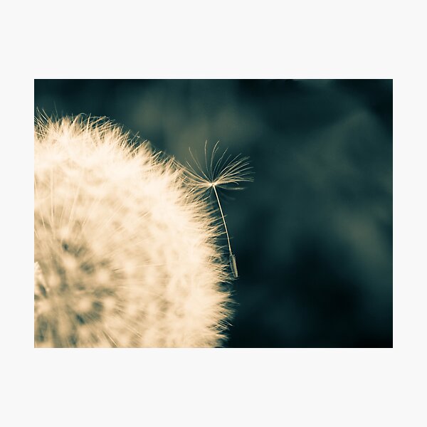 Dandelion flower head Photographic Print