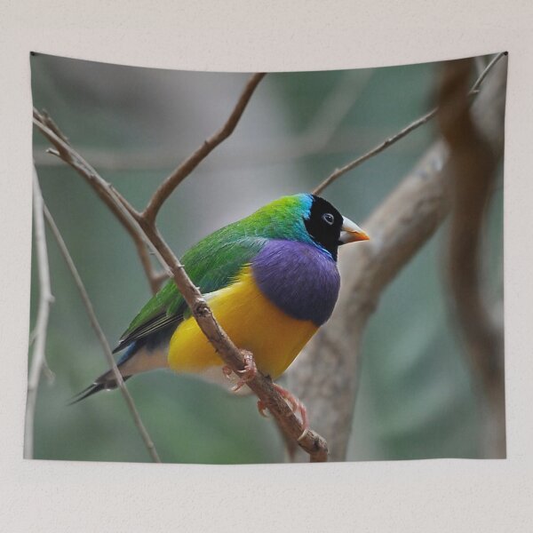 Item preview, Gouldian Finch designed and sold by Tom Newman.