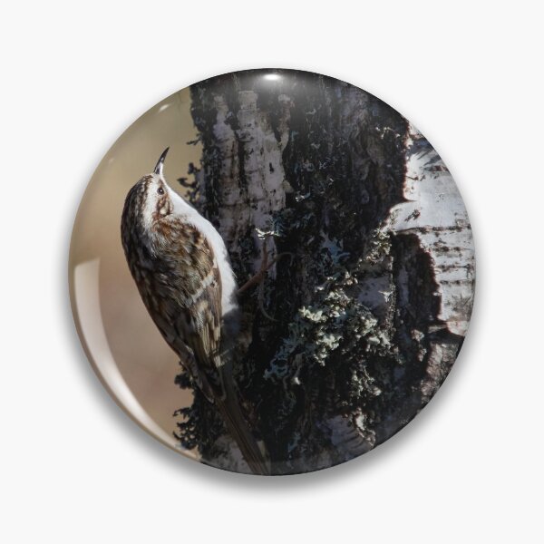 Item preview, Out from the shadow.Eurasian treecreeper designed and sold by Jouko Lehto Photography.