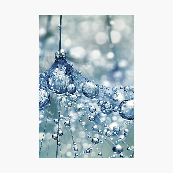 Sparkling Dandy in Blue Photographic Print
