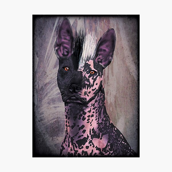 cholo xoloitzcuintli