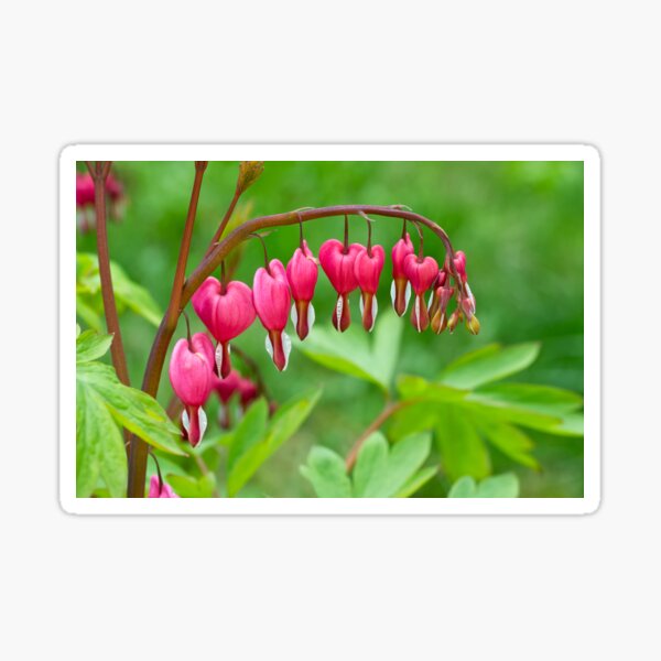 Bleeding heart flower Sticker