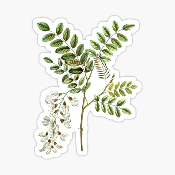Vintage Black Locust Botanical Illustration Sticker