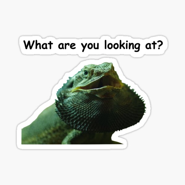 Item preview, Feisty Bearded Dragon designed and sold by Paul Chubb.