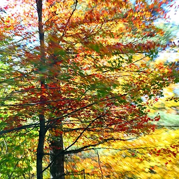 Artwork thumbnail, Fall Colors by dkaranouh