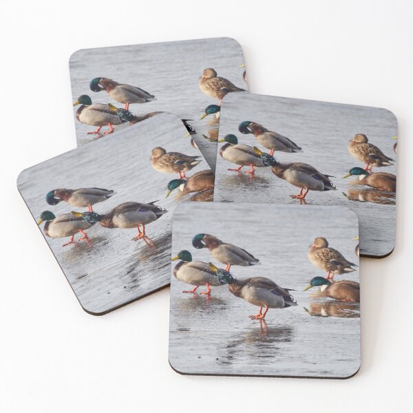 Item preview, After a cold bath. Mallards designed and sold by Jouko Lehto Photography.
