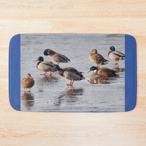 Item preview, After a cold bath. Mallards designed and sold by Jouko Lehto Photography.