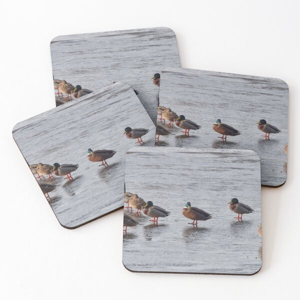 Item preview, Me and my friends. Mallards designed and sold by Jouko Lehto Photography.