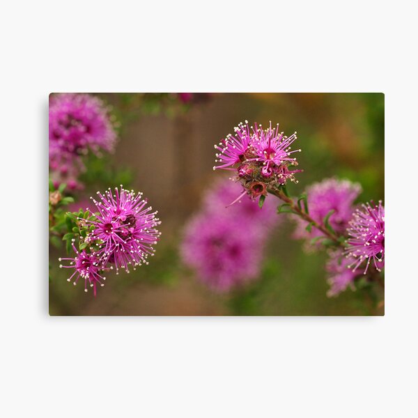 Item preview, Australian Flora designed and sold by Barbara Burkhardt.