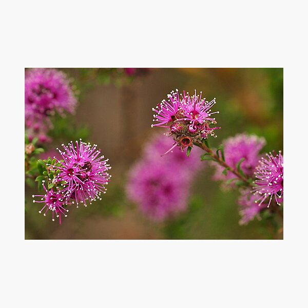 Item preview, Australian Flora designed and sold by Barbara Burkhardt.