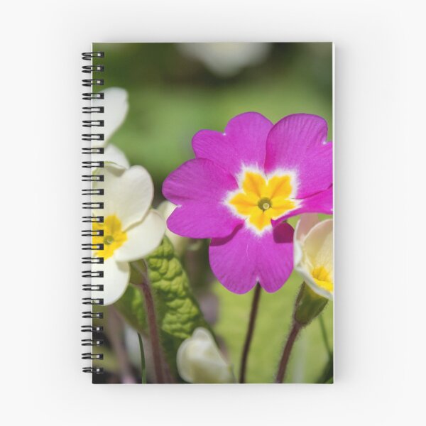 Item preview, Primroses designed and sold by JEZ22.