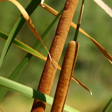 Artwork thumbnail, Water Reeds by RobsVisions