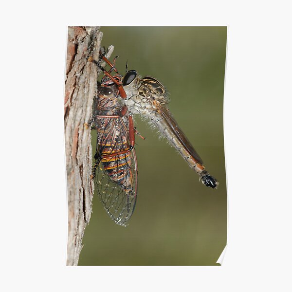 Robberfly With Prey Poster
