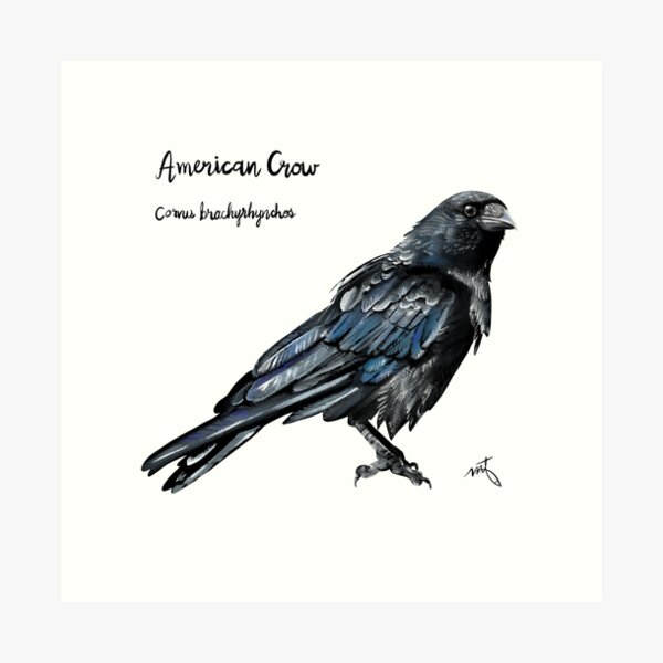 American Crow Art Print
