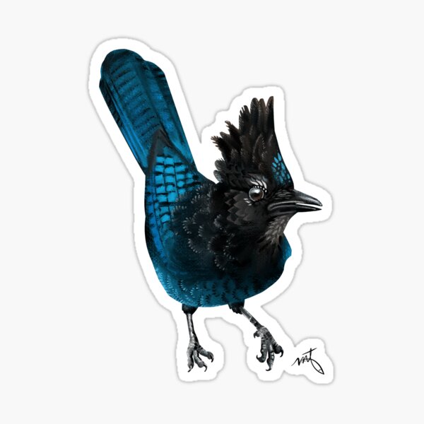 Blue Jay Sticker Decal, Bird Art Vinyl Laptop Cute Waterbottle Tumbler –  Starcove Fashion