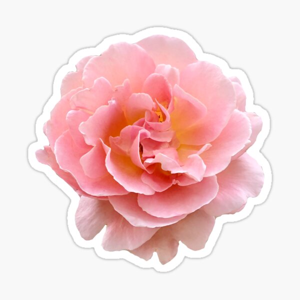 Wild Rose Sticker