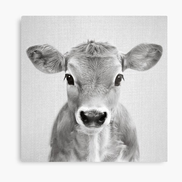 Calf -Black & White Metal Print