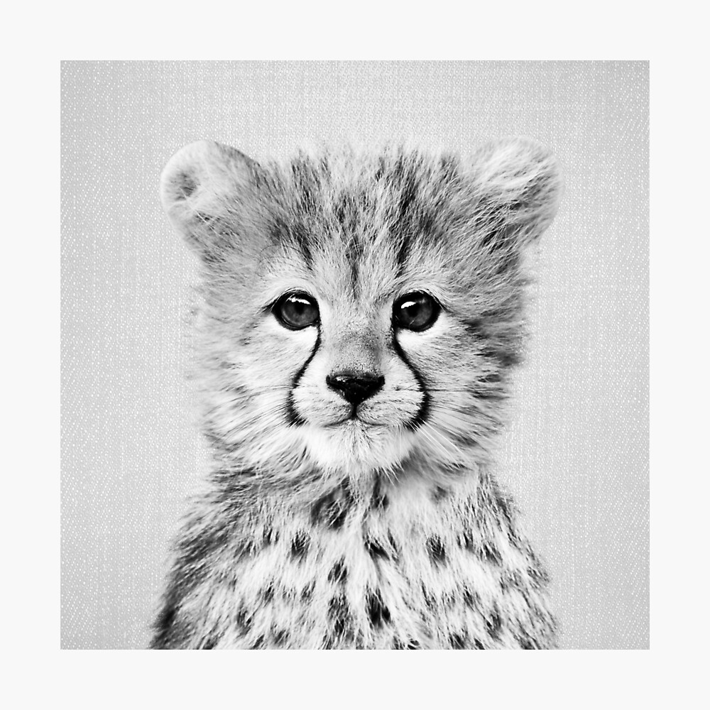 Baby Cheetah Black White Poster By Galdesign Redbubble